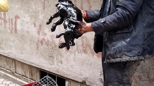 Akaryakıt tankına düşen kedi, zeytinyağı ile 2 saatte temizlendi