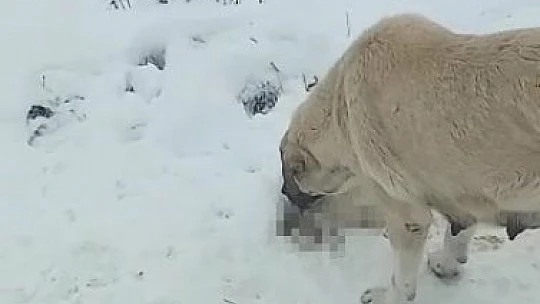 Anne köpek ölen yavrusunun başından ayrılmadı