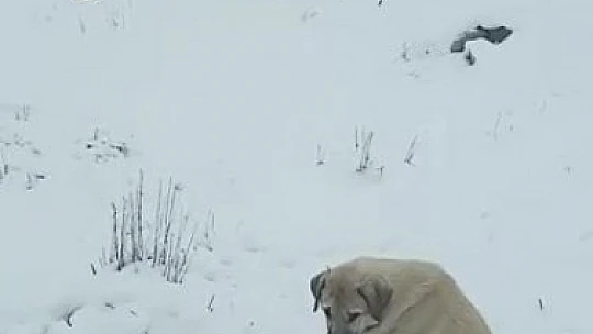 Anne köpek ölen yavrusunun başından ayrılmadı