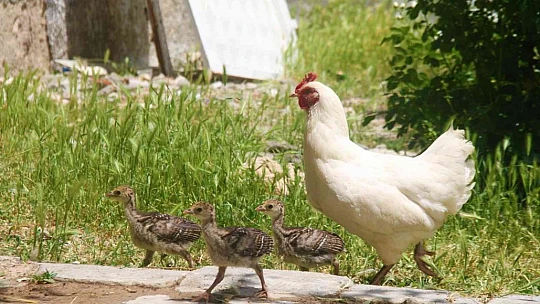 Annelik duygusu ağır bastı: Hindi yavrularını terk etti, tavuk sahiplendi