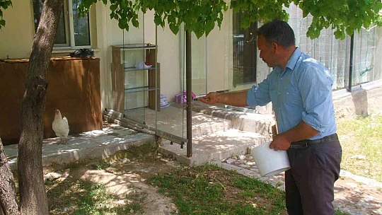 Annelik duygusu ağır bastı: Hindi yavrularını terk etti, tavuk sahiplendi