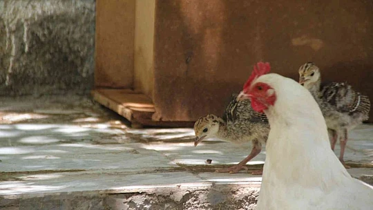 Annelik duygusu ağır bastı: Hindi yavrularını terk etti, tavuk sahiplendi