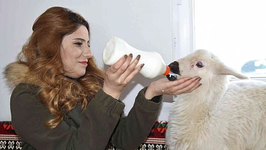 Annesi ölen 'Rıfkı'yı' ev ortamında biberonla besliyorlar