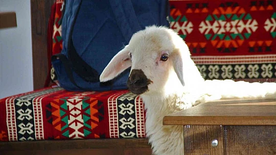 Annesi ölen 'Rıfkı'yı' ev ortamında biberonla besliyorlar