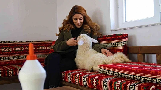 Annesi ölen 'Rıfkı'yı' ev ortamında biberonla besliyorlar