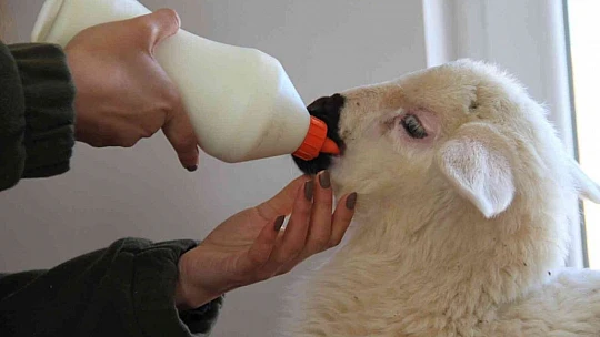 Annesi ölen 'Rıfkı'yı' ev ortamında biberonla besliyorlar