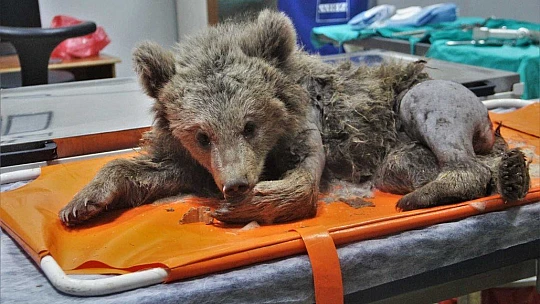 Araç çarpması sonucu bacakları kırılan yavru ayı ameliyata alındı