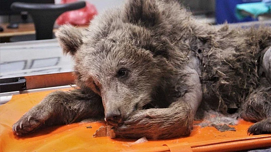 Araç çarpması sonucu bacakları kırılan yavru ayı ameliyata alındı