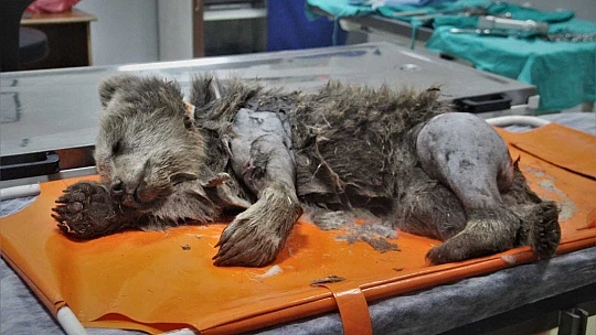 Araç çarpması sonucu bacakları kırılan yavru ayı ameliyata alındı