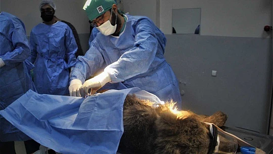 Araç çarpması sonucu bacakları kırılan yavru ayı ameliyata alındı