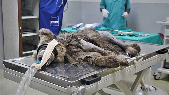 Araç çarpması sonucu bacakları kırılan yavru ayı ameliyata alındı
