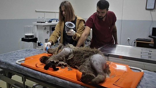Araç çarpması sonucu bacakları kırılan yavru ayı ameliyata alındı