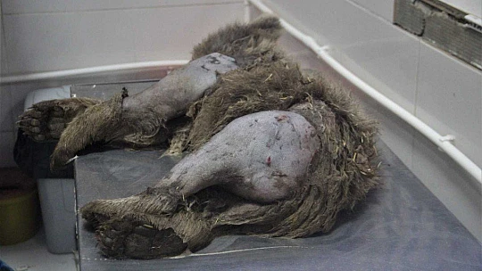 Araç çarpması sonucu bacakları kırılan yavru ayı ameliyata alındı