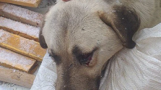 Aracın çarptığı köpeği, jandarma hayvan hastanesine ulaştırdı