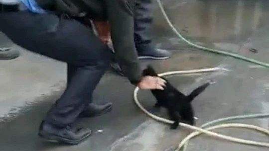 Aracın motoruna sıkışan yavru kedi, 2 saat süren çalışma ile çıkartıldı