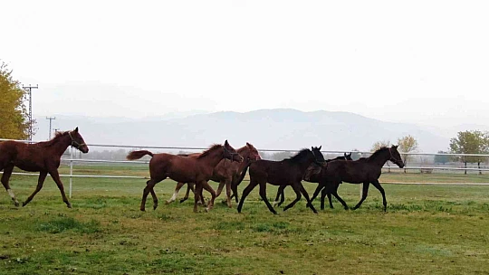 At yarışı kariyerinde 'Bold Pilot' bile ona yanaşamadı