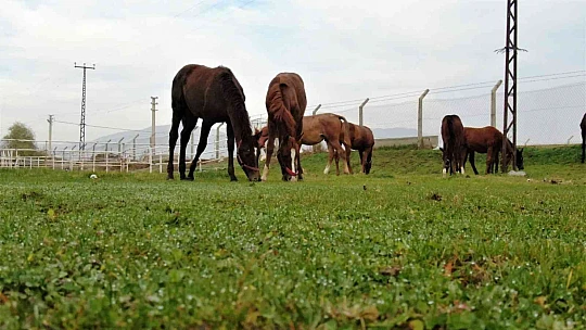 At yarışı kariyerinde 'Bold Pilot' bile ona yanaşamadı