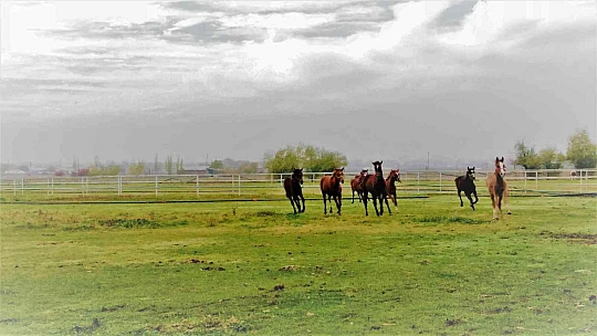 At yarışı kariyerinde 'Bold Pilot' bile ona yanaşamadı