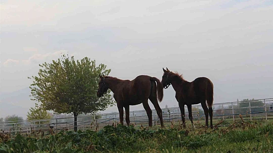 At yarışı kariyerinde 'Bold Pilot' bile ona yanaşamadı