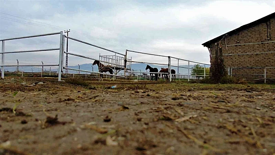 At yarışı kariyerinde 'Bold Pilot' bile ona yanaşamadı