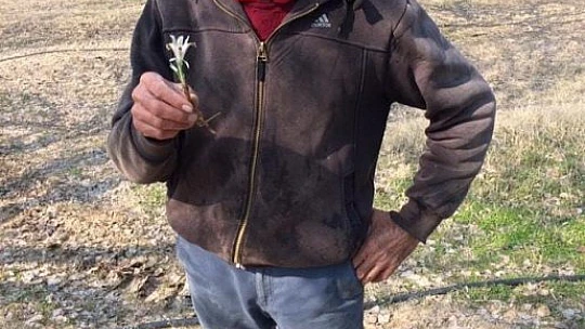 Baharın müjdecisi Nevruz Çiçeği Şubat ayında açtı