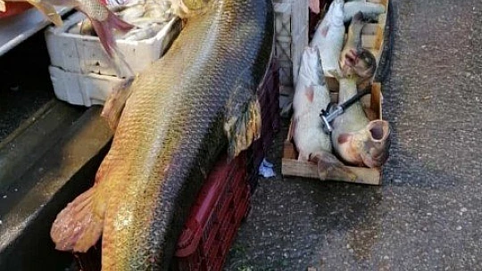 Biri 85, diğeri 55 Kilo