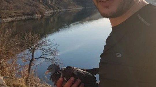 Baraj gölüne düşen güvercin, suya giren muhtar tarafından kurtarıldı