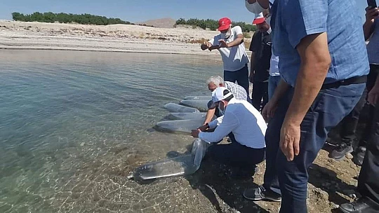 Baskil'de 300 bin sazan baraj gölüne bırakıldı