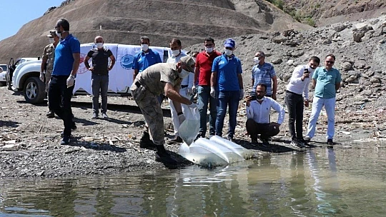 Beyhan Barajı'na 50 bin sazan yavrusu bırakıldı