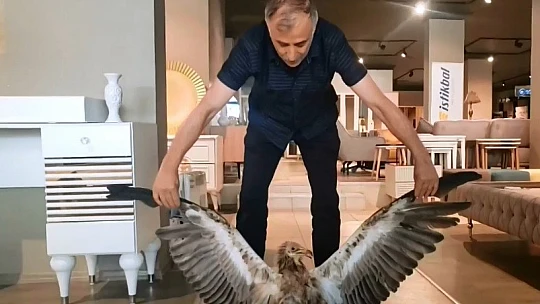 Bitkin halde bulunan kızıl akbaba, ekiplere teslim edildi