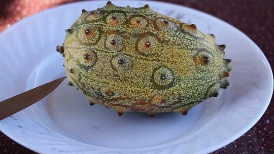 Bölgede ilki başardı, tropik Afrika meyvesi olan Kivano'yu yetiştirdi