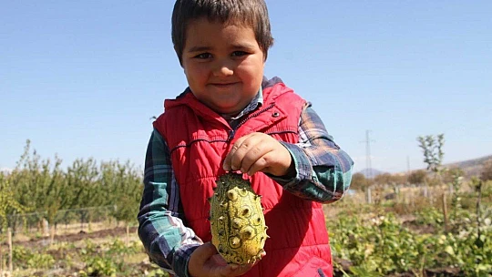 Bölgede ilki başardı, tropik Afrika meyvesi olan Kivano'yu yetiştirdi