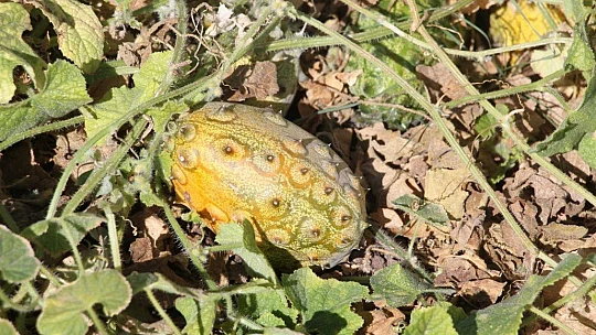 Bölgede ilki başardı, tropik Afrika meyvesi olan Kivano'yu yetiştirdi