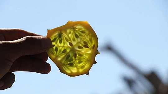 Bölgede ilki başardı, tropik Afrika meyvesi olan Kivano'yu yetiştirdi