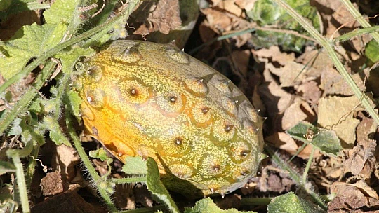 Bölgede ilki başardı, tropik Afrika meyvesi olan Kivano'yu yetiştirdi