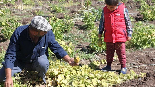 Bölgede ilki başardı, tropik Afrika meyvesi olan Kivano'yu yetiştirdi