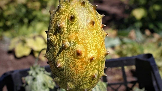 Bölgede ilki başardı, tropik Afrika meyvesi olan Kivano'yu yetiştirdi