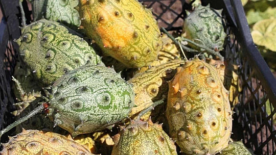 Bölgede ilki başardı, tropik Afrika meyvesi olan Kivano'yu yetiştirdi