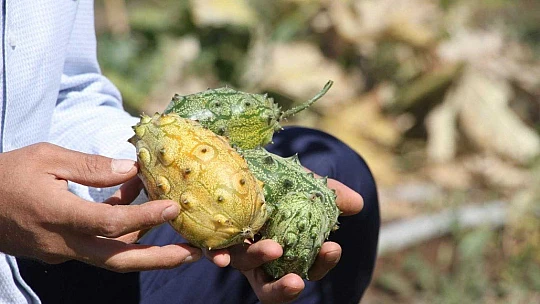 Bölgede ilki başardı, tropik Afrika meyvesi olan Kivano'yu yetiştirdi