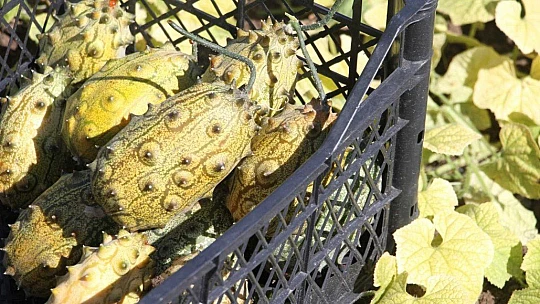 Bölgede ilki başardı, tropik Afrika meyvesi olan Kivano'yu yetiştirdi