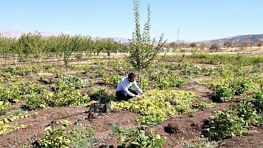 Bölgede ilki başardı, tropik Afrika meyvesi olan Kivano'yu yetiştirdi