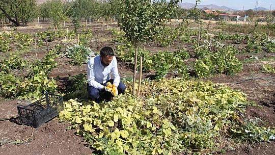 Bölgede ilki başardı, tropik Afrika meyvesi olan Kivano'yu yetiştirdi
