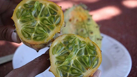 Bölgede ilki başardı, tropik Afrika meyvesi olan Kivano'yu yetiştirdi