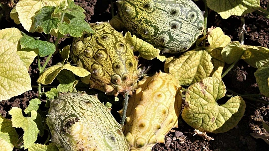 Bölgede ilki başardı, tropik Afrika meyvesi olan Kivano'yu yetiştirdi