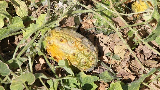 Bölgede ilki başardı, tropik Afrika meyvesi olan Kivano'yu yetiştirdi