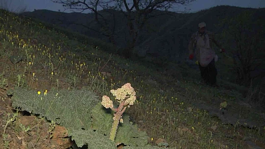 Bu bitkiyi toplamak için gökyüzü aydınlanmadan yola çıkıyorlar