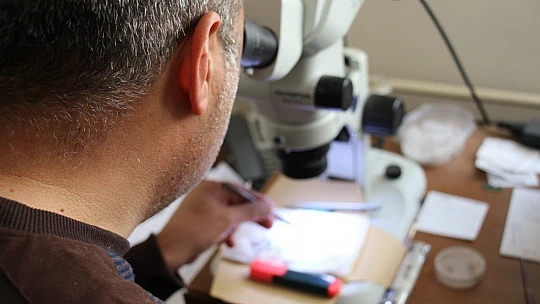 Bu böcek dünyada ikinci, Türkiye'de ilk defa Elazığ'da görüldü