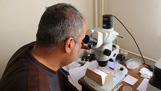 Bu böcek dünyada ikinci, Türkiye'de ilk defa Elazığ'da görüldü