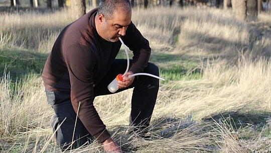 Bu böcek dünyada ikinci, Türkiye'de ilk defa Elazığ'da görüldü