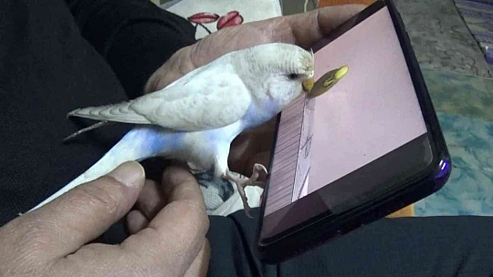 Bu çayın tiryakisi bir başka